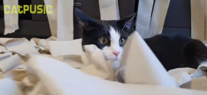 confused-cat