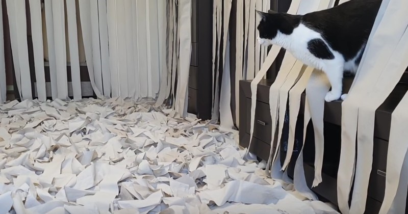 toilet-paper-paradise-for-cat