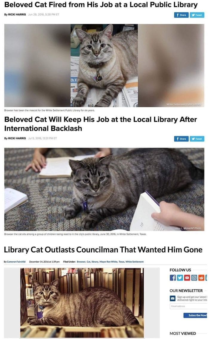 The library assistant cat