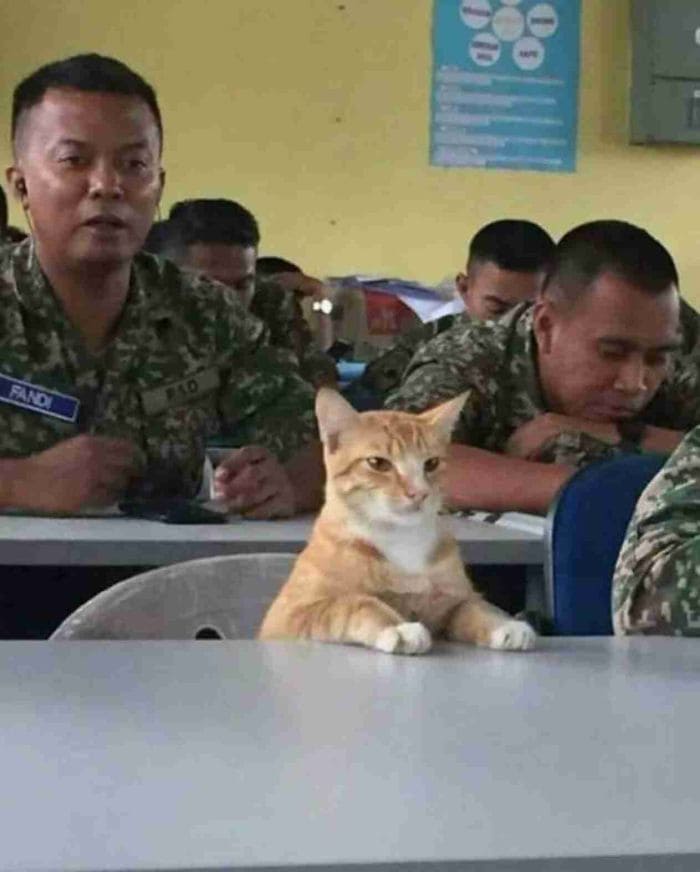 Kitty that got recruited in military
