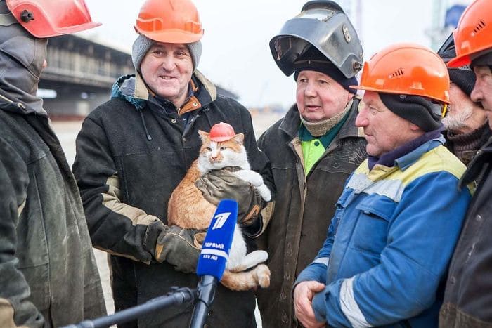 Construction worker cat