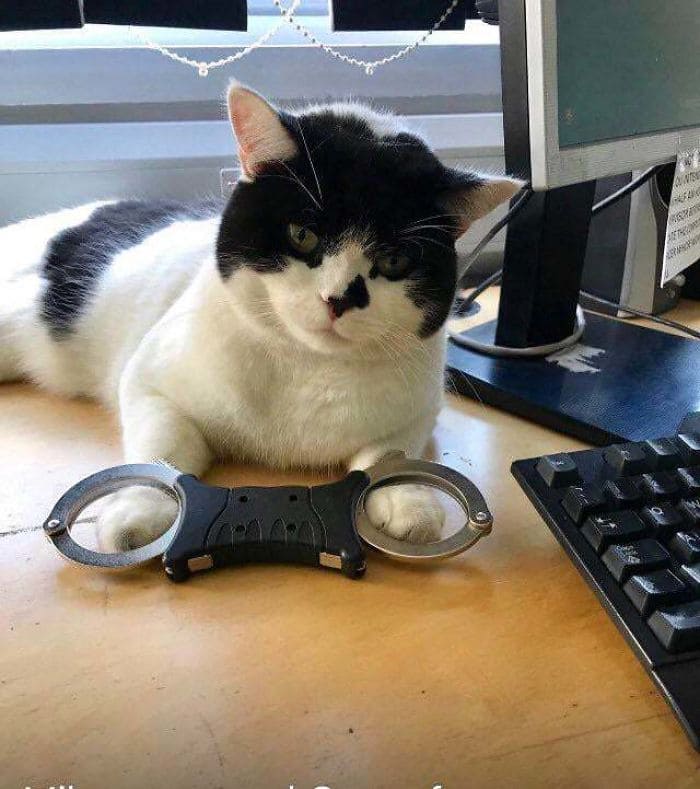 Adorable kitty in handcuffs