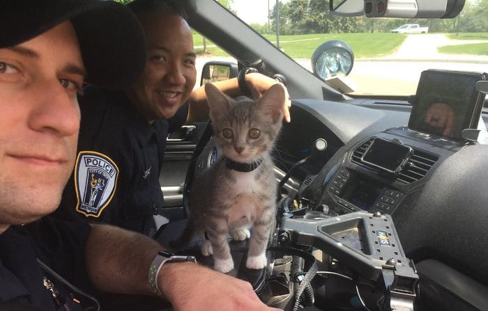 The kitty cop