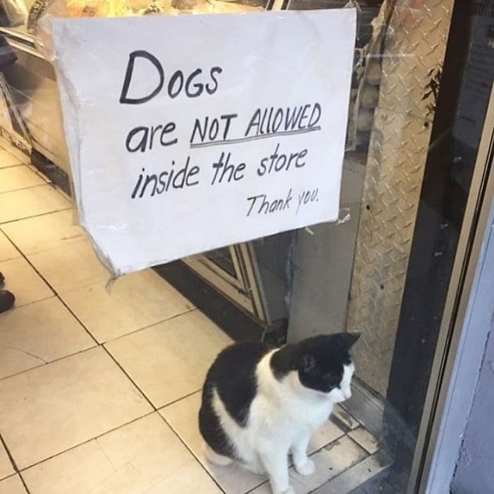 Store guard kitty