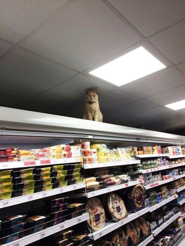 Store security officer kitty