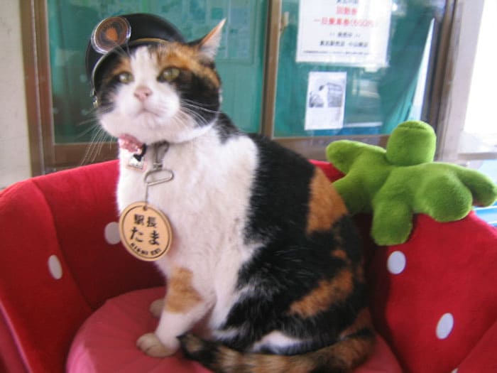 Station master cat from Japan