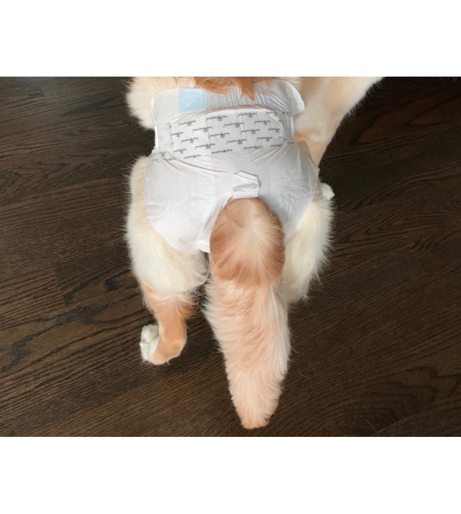 Best Cat Diapers and Nappies — Buying Guide & FAQs