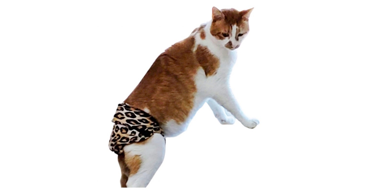 Barkerwear Reusable And Washable Cat Diapers