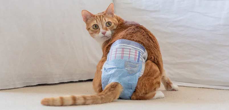 Best Cat Diapers and Nappies -Buying Guide
