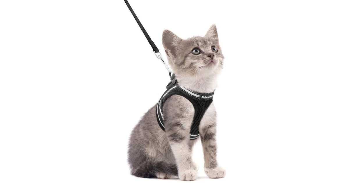 Best cat harness no escape