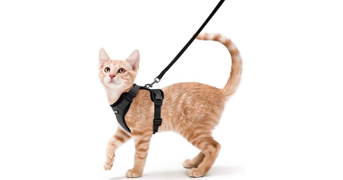 best kitten harness