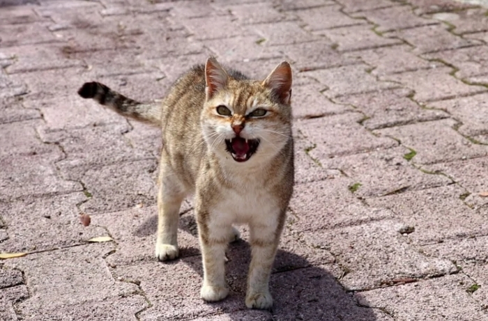 Angry agitated cat