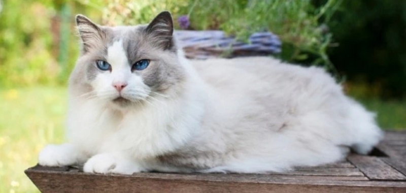 Cat Personality Types and which one is your cat