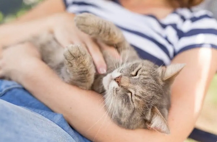 cat being cuddled up by human