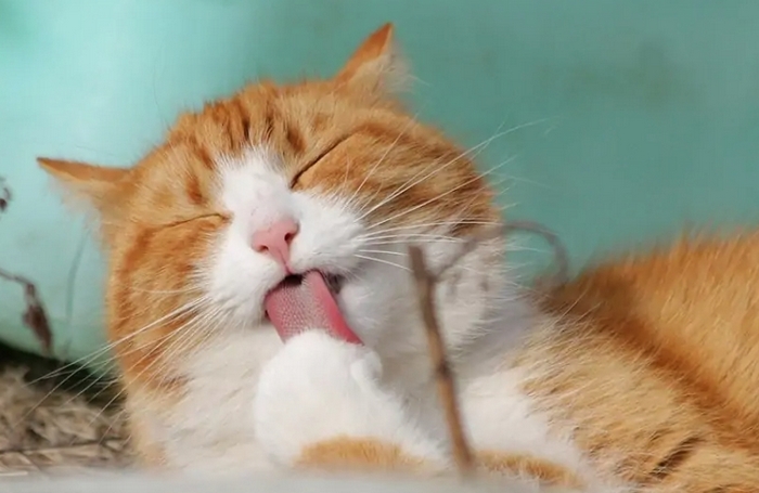 cat licking its paws