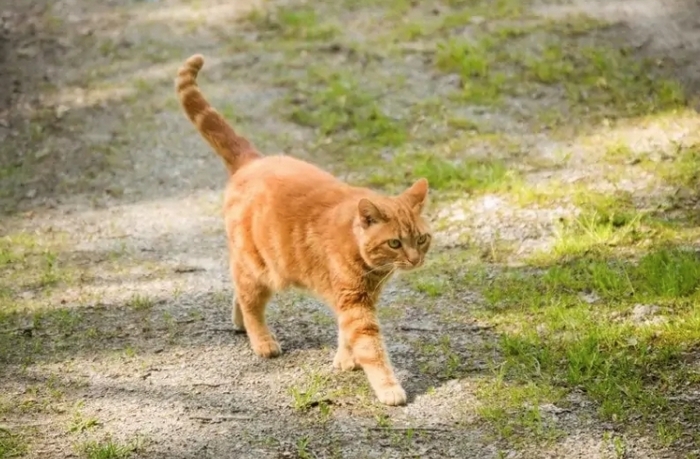 Orange cat walking