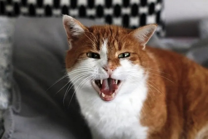 cranky cat with sharp teeth