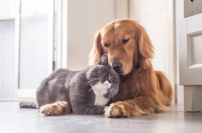 dog and a cat being friendly and snuggling