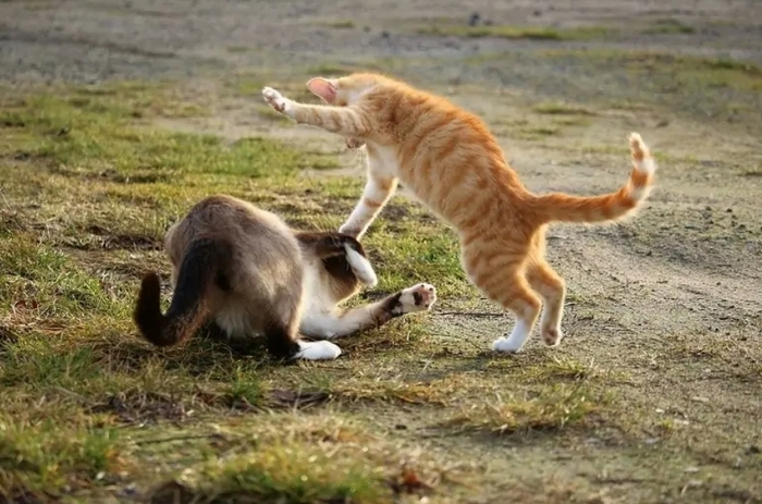 Cats fighting with each other