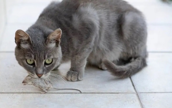 Hunter cat with a mouse in its mouth