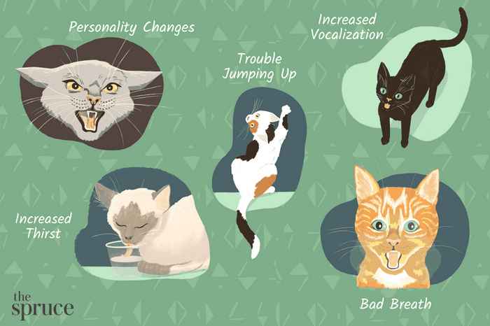 Sick cat infographics
