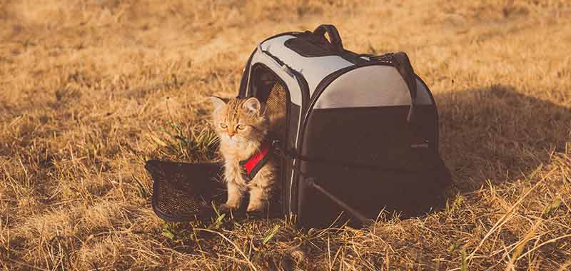 15-Best-Backpacks-For-Your-Cat
