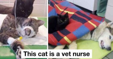 this-cat-is-a-vet-nurse