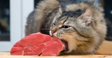 8 Best Raw Cat Foods Of 2022 Review And Buying Guide