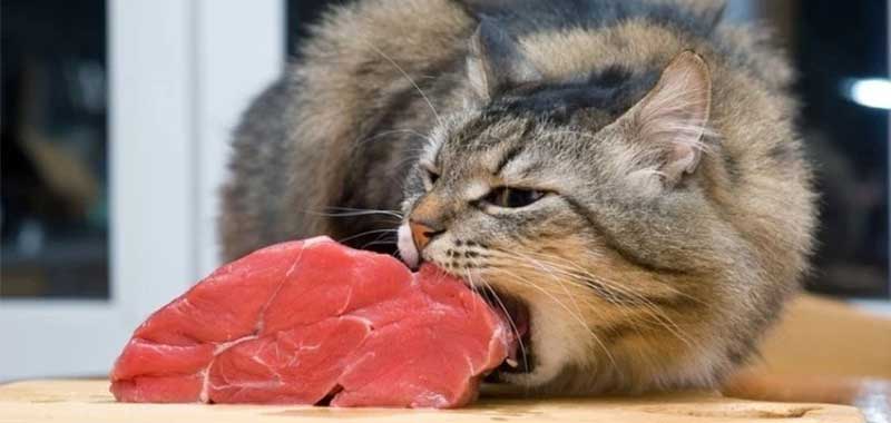 8 Best Raw Cat Foods Of 2022 Review And Buying Guide