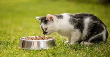 Best Dry Cat Food 2022 A Review And Buying Guide