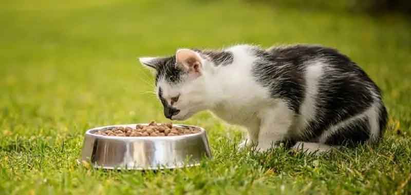 Best Dry Cat Food 2023 A Review And Buying Guide