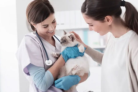 two female vets petting a white cat
