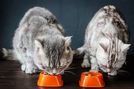 two cats eating out of the bowls