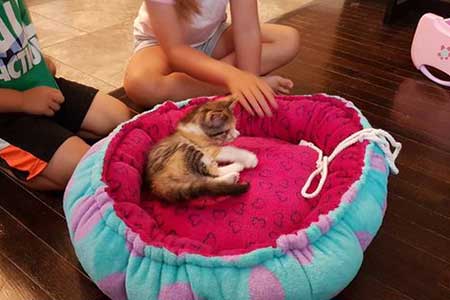 DIY Cat Bed Sewing