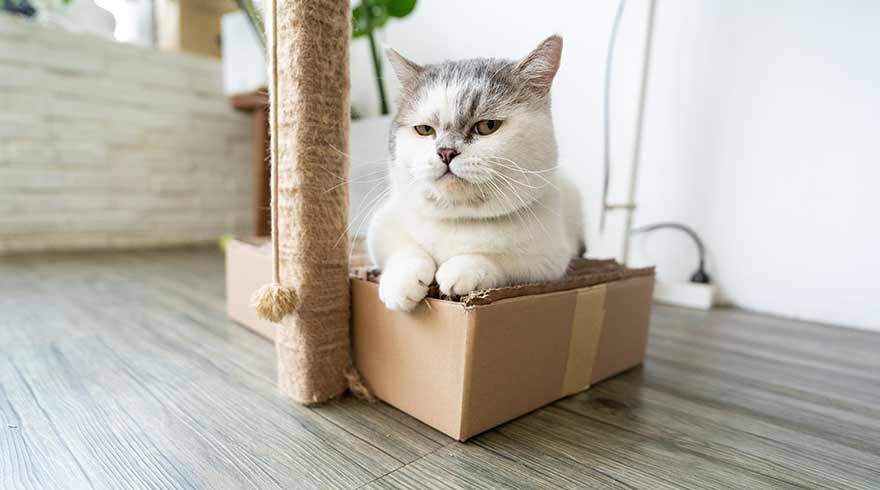 15 Ways to Reduce Cat Litter Box Smells (Simple and Fast)