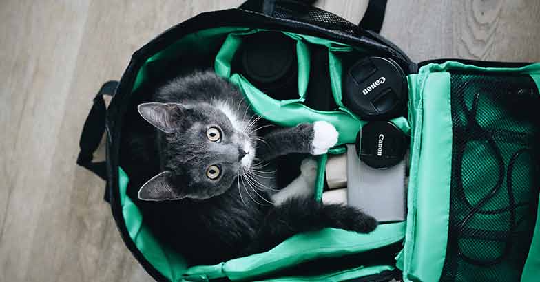 Cat Carrier Backpack for your cat