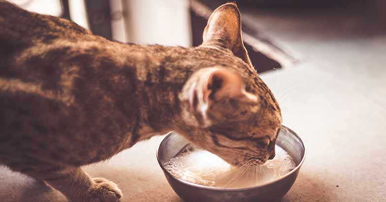 Cat bowls - Shopping Guide for new cat owners