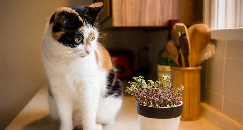 Cat looking at catnip plant