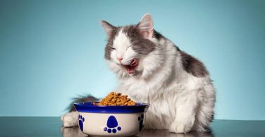 How To Choose Healthy Food Brands For Your Cat