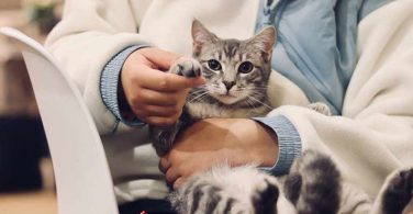 How to trim your Cat's nails - Cat Grooming guide