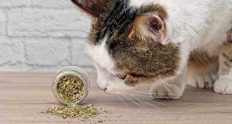 Is Catnip dangerous or Bad for your Cat