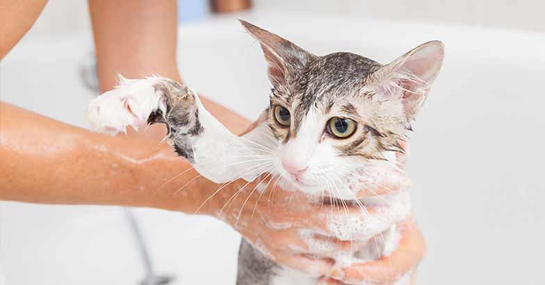 Medicating shampoo for your cat's hygiene