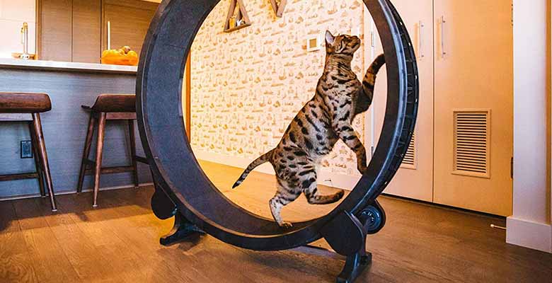 One Fast Cat Exercise Wheel