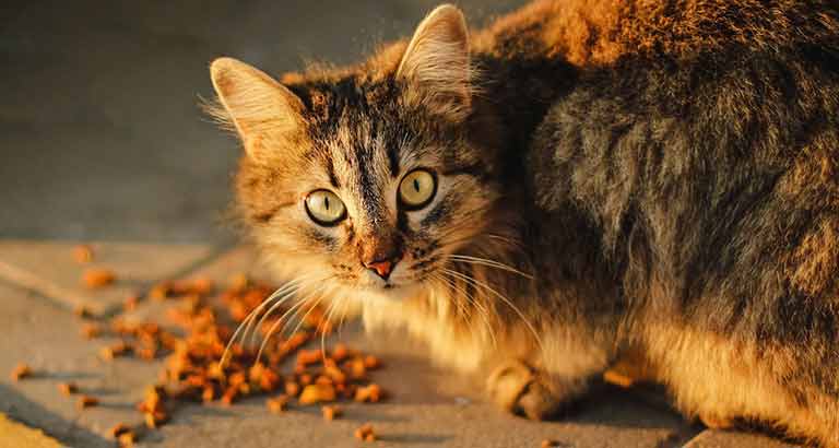 What kind of cat foods to AVOID