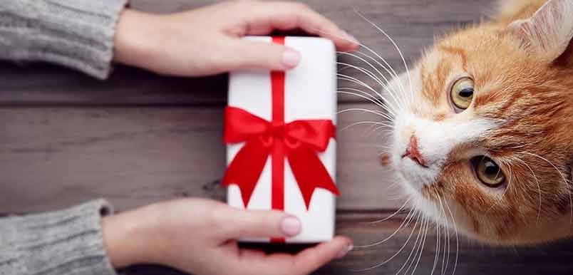 13 Gifts For Cats And Cat Lovers This Holiday