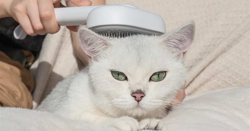 Best Cat Brushes And Combs For Grooming Your Cats