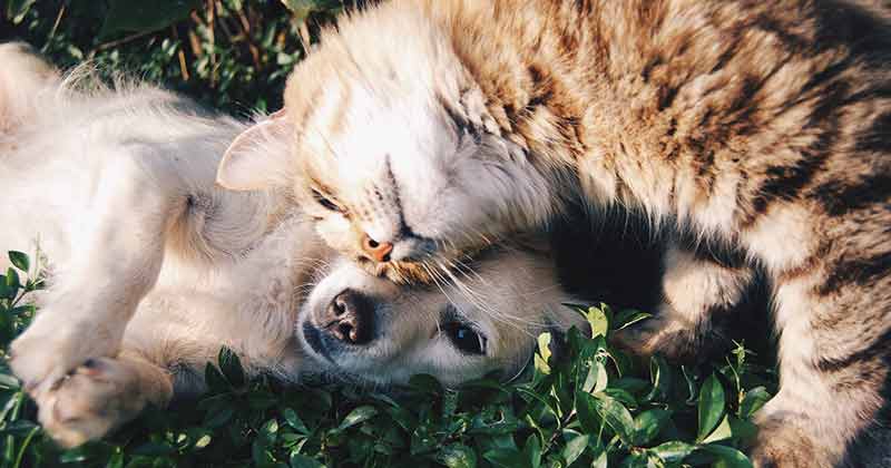 Can Cats Eat Dog Food - Is It Safe for cats
