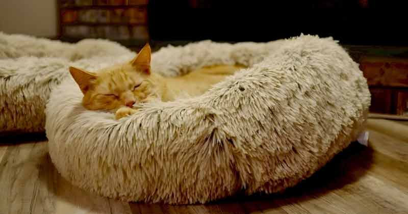 Cozy Cat Beds For Your Cat To Rest in