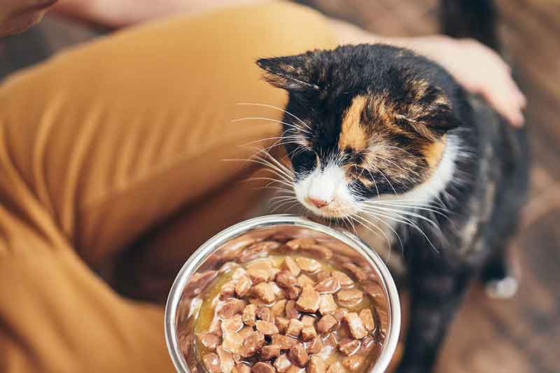 Things To Consider While Looking For Food And Water Bowls For Cats