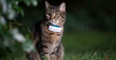 Best GPS Cat trackers of 2023